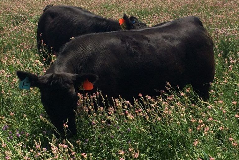 Producir carne a pasto es una alternativa sustentable con potencial