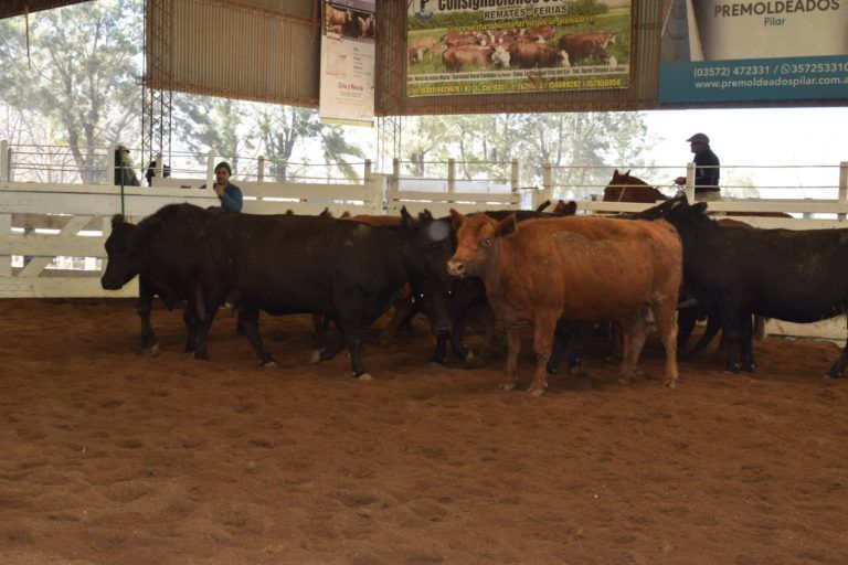 Consignaciones Córdoba subastó 1.088 cabezas en la Sociedad Rural de Jesús María