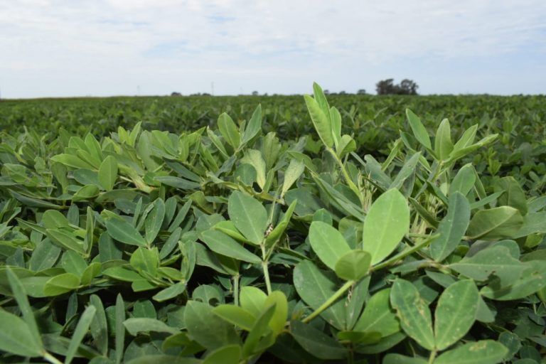 Onsuva y Biofusión, herramientas de FMC para potenciar el rendimiento