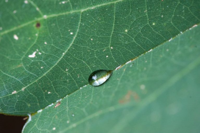 Construyen la primera base de datos sobre la transpiración de las plantas