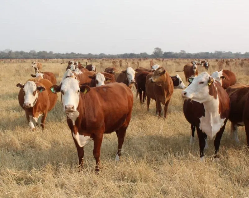 Cómo controlar parásitos en bovinos de recría pastoril