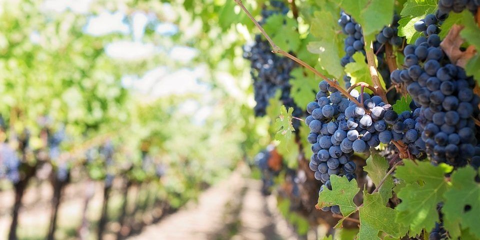 INTA Jesús María: Estudiando la podredumbre en la vid, encontraron un nuevo patógeno