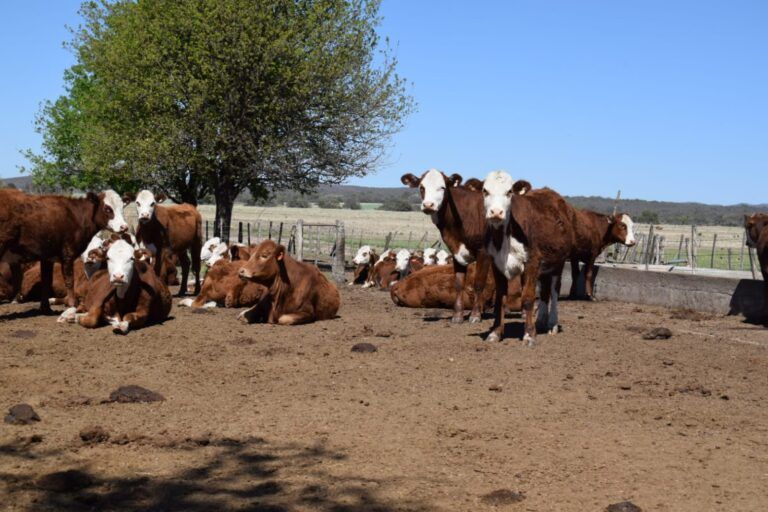 Bioinnovo e INTA organizan el Segundo Congreso Internacional de Diarrea Viral Bovina