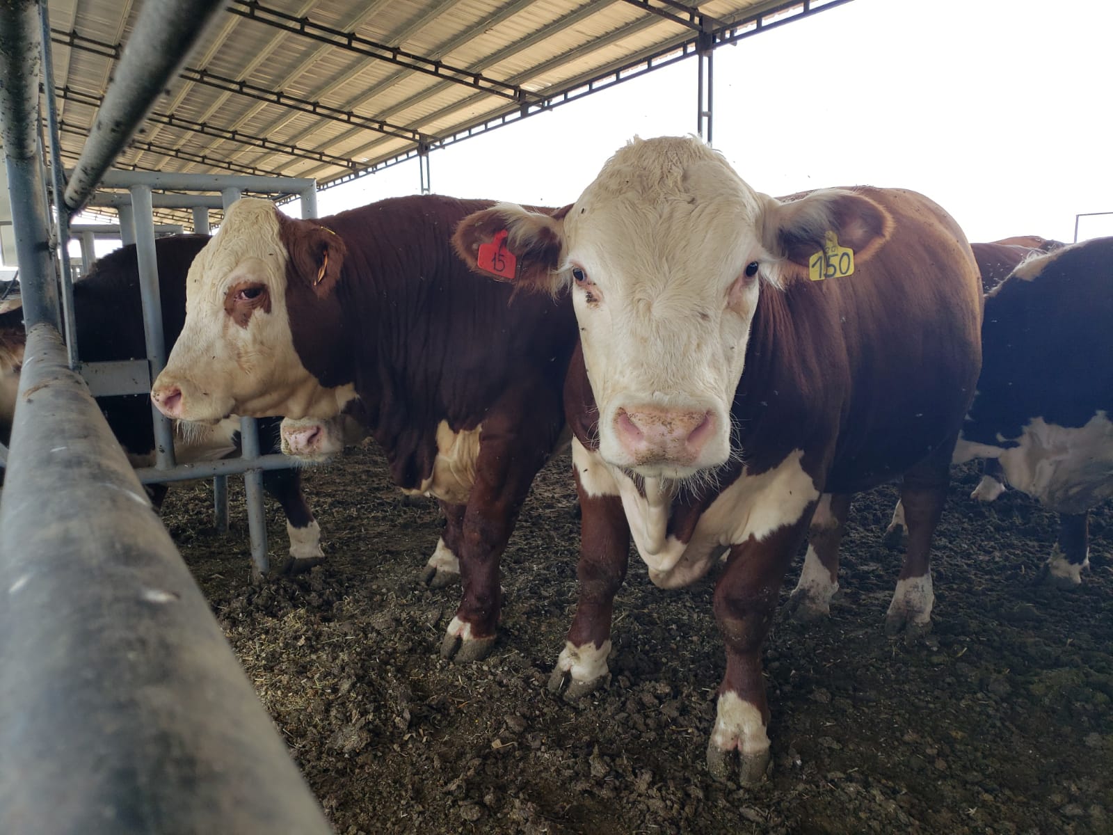 La Quinta Prueba Pastoril Hereford 2022 arrancó en Cenab de Biofarma