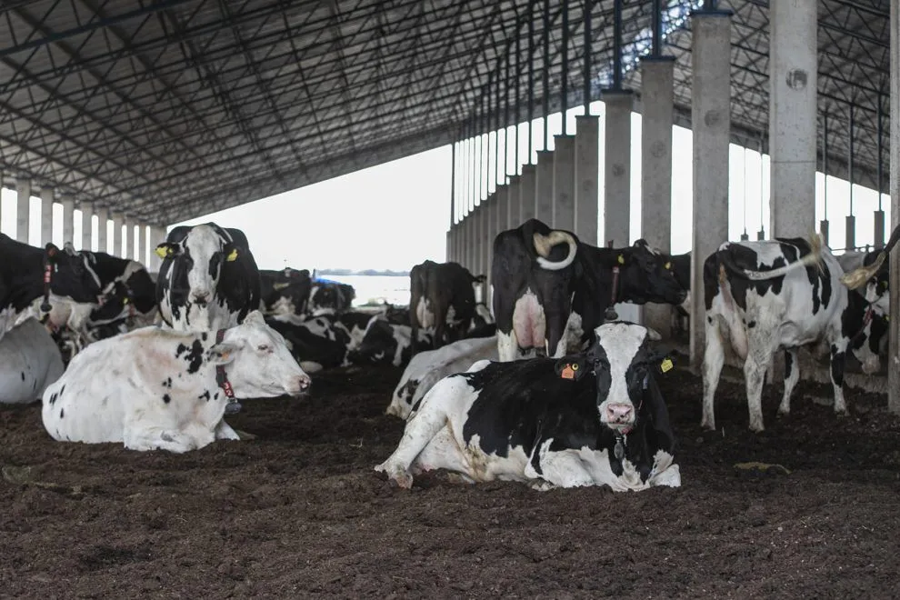 Lechería: Grupo Don Emilio incorporó la robótica y mejoró la producción de sus vacas en Villa María