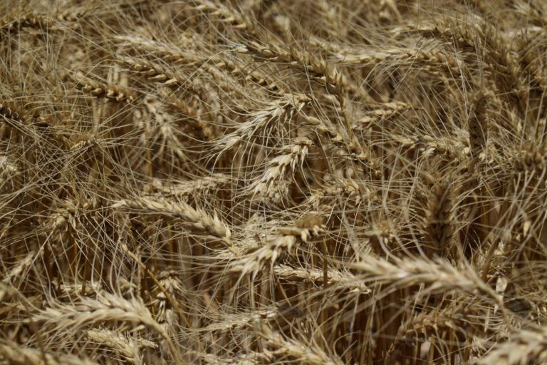 La producción de Trigo en la región núcleo vuelve a subir con 430.000 Tn más