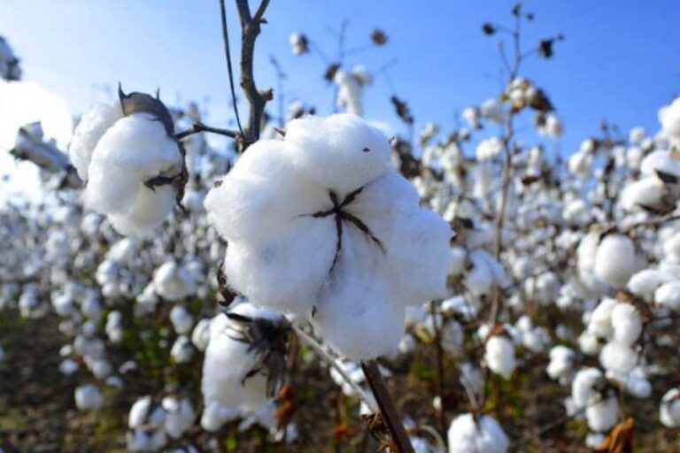 El «Semáforo de Coninagro» de Septiembre encendió alarmas: Algodón pasa a rojo y cae la rentabilidad