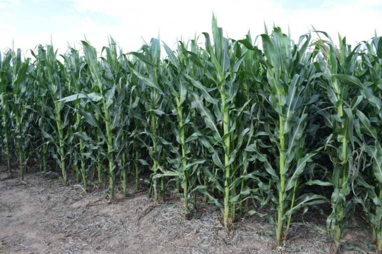 UPL presentará sus novedades en materia de sostenibilidad en Expoagro 2022