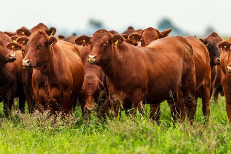 Plan GanAr: entra en vigencia la bonificación de tasa para productores ganaderos, tamberos y cooperativas