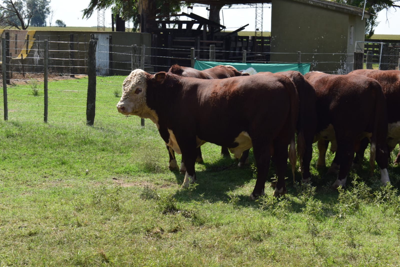 La Sexta Prueba a Campo Hereford ingresa en la recta final