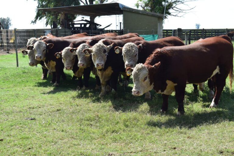 Anuncian la Segunda Jura Fenotípica de la Prueba a Campo Hereford en Santa Julia