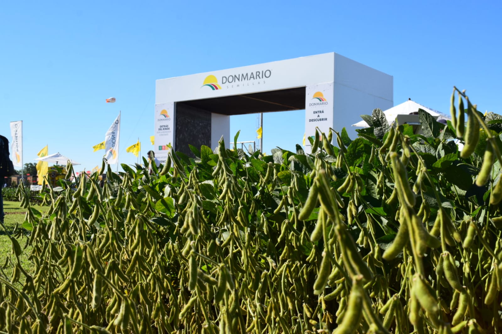 Don Mario presentó nuevos lanzamientos en Soja, Maíz y Trigo en Expoagro 2022