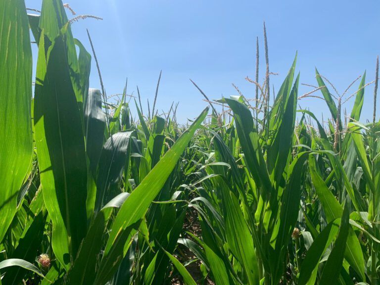 Bolsa de Cereales de Buenos Aires calcula que crecerá la superficie de Maíz en un 2,8 %