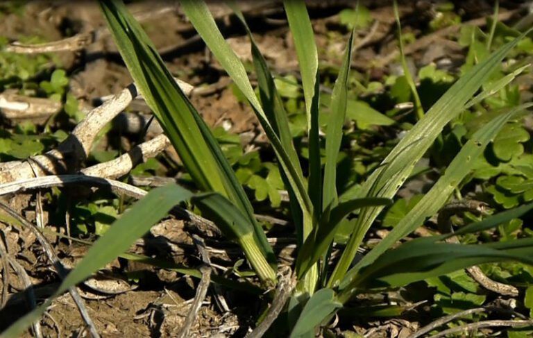Arranca el Otoño, momento ideal para comenzar a controlar malezas