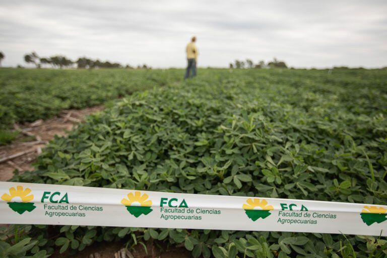 Se presentaron nuevos resultados de los ensayos de maní en Campo Escuela de FCA