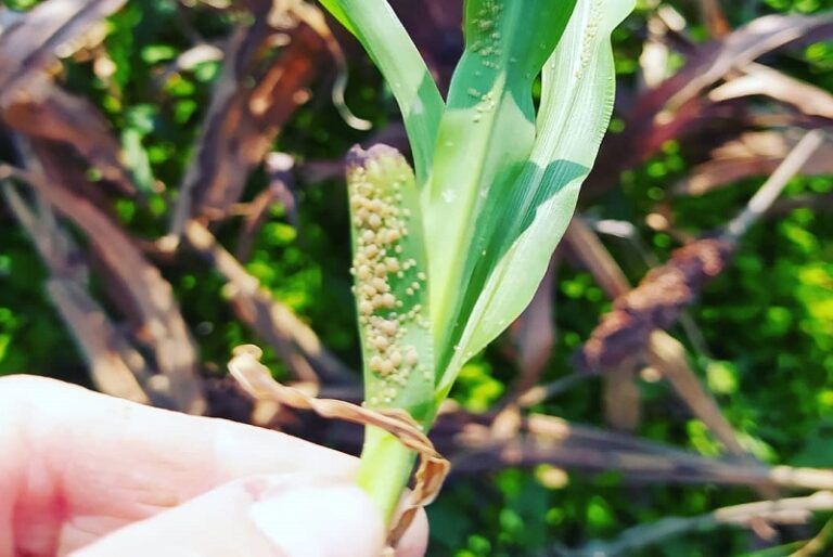 Senasa declara la emergencia fitosanitaria por pulgón amarillo del Sorgo