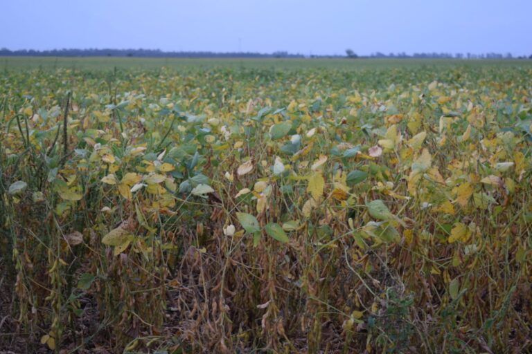 BCCBA: Informe de Mercados Agrícolas en medio de la Guerra ruso-ucraniana