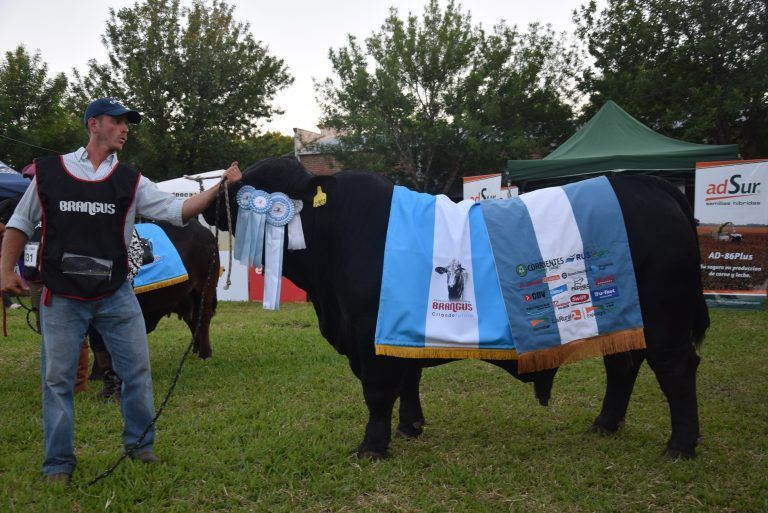Tienen fecha las Nacionales Brangus, Brahman y Caballos Criollos