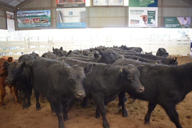 Consignaciones subastó 1.630 cabezas en la Rural de Jesús maría