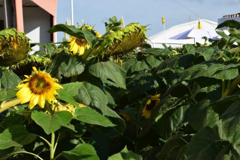 BCCBA: Se habrían producido 76.600 toneladas de girasol en la campaña 2021/22