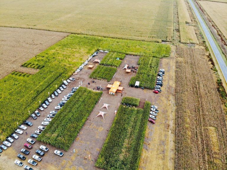 KWS: Un híbrido para cada ambiente y manejo técnico