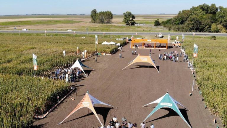 KWS en Azul: Cuatro estaciones para que el maíz viaje a su máximo potencial en cada ambiente