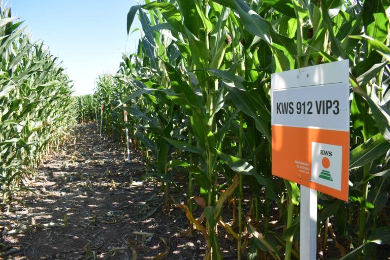 La evolución de la genética KWS también se podrá ver en Agroactiva