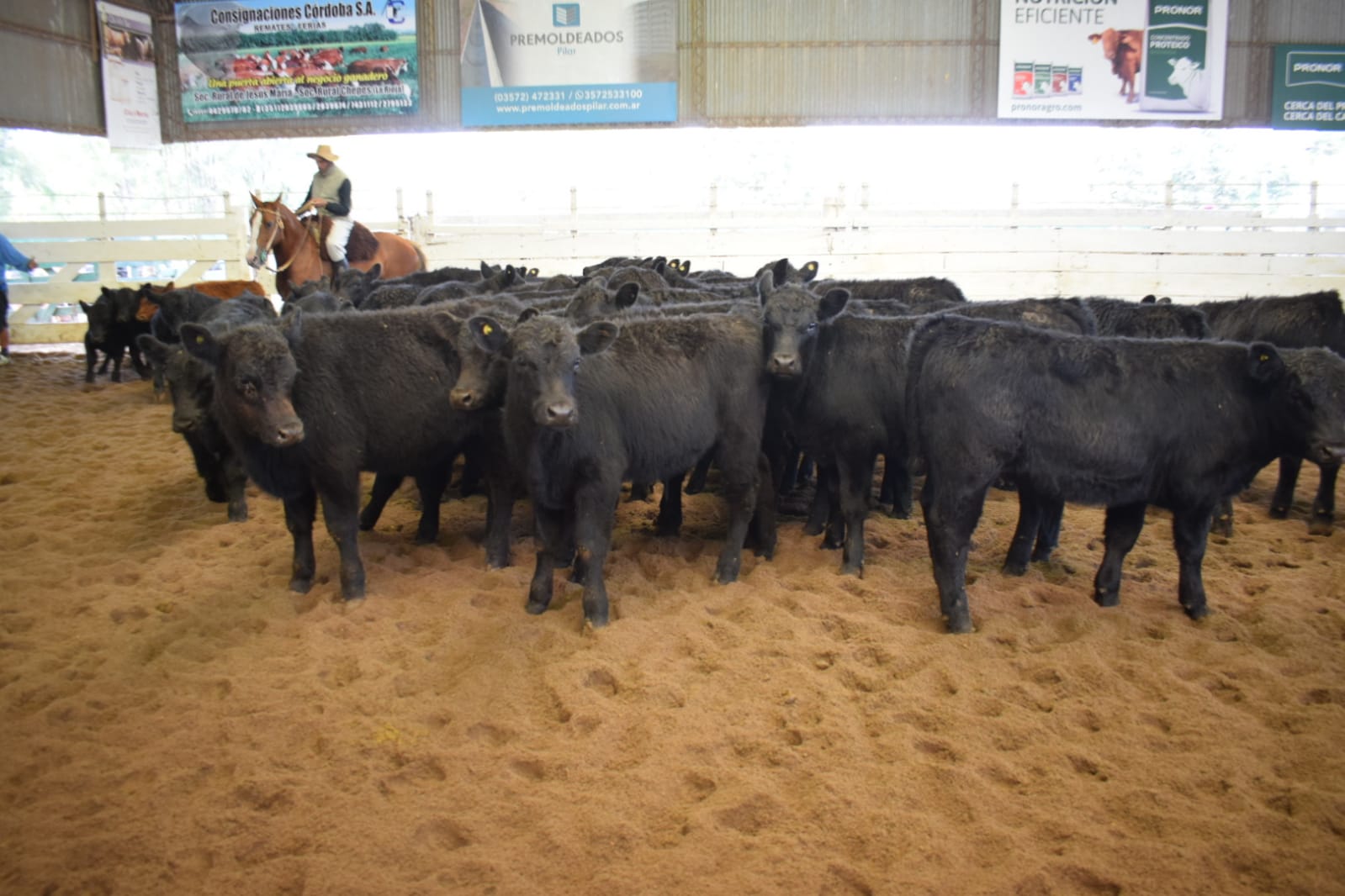 Consignaciones Córdoba subastó 882 cabezas en la Rural de Jesús María