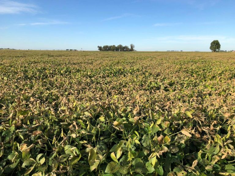 Por las heladas tempranas calculan 500 mil toneladas de Soja menos en región núcleo