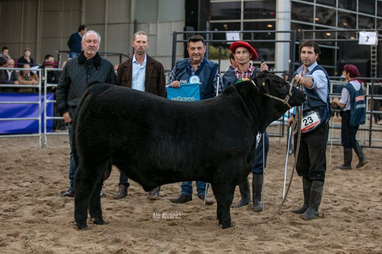 Expo Angus en Palermo sigue con capacitaciones y selección de animales
