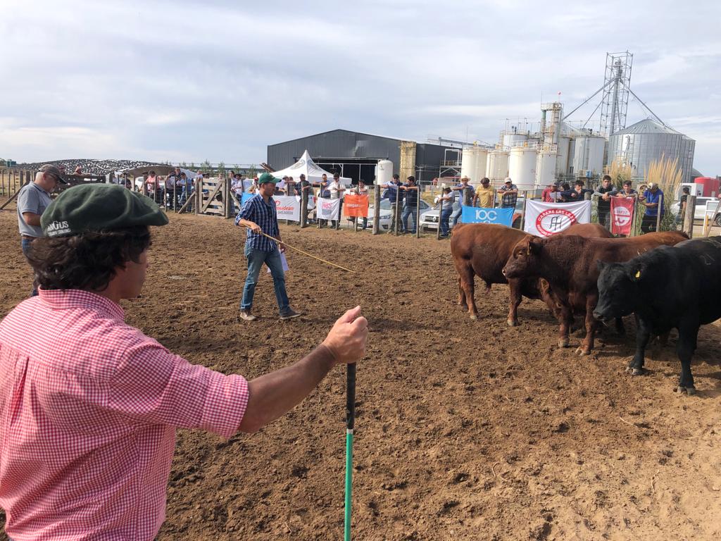 20a Prueba Pastoril Test Rio Quinto: buena calidad genética destaca a los Angus en San Luis