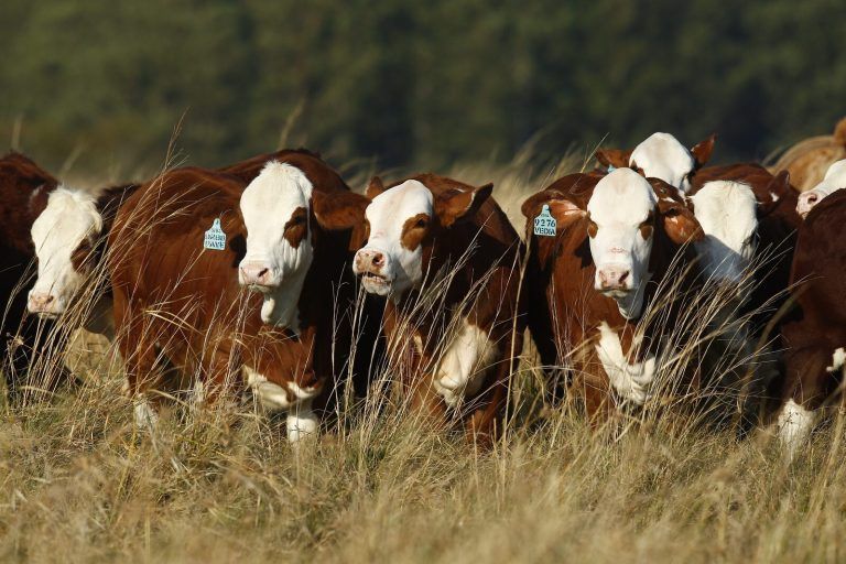Cuenta Regresiva para las Nacionales de Braford, Brahman y Dorper en Corrientes