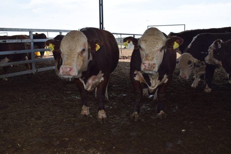 Agropharma lanzó al mercado un producto que revolucionará la reproducción bovina