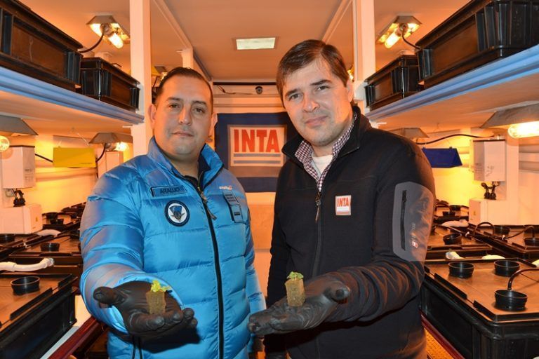 Germinaron los primeros plantines hortícolas en la Antártida Argentina