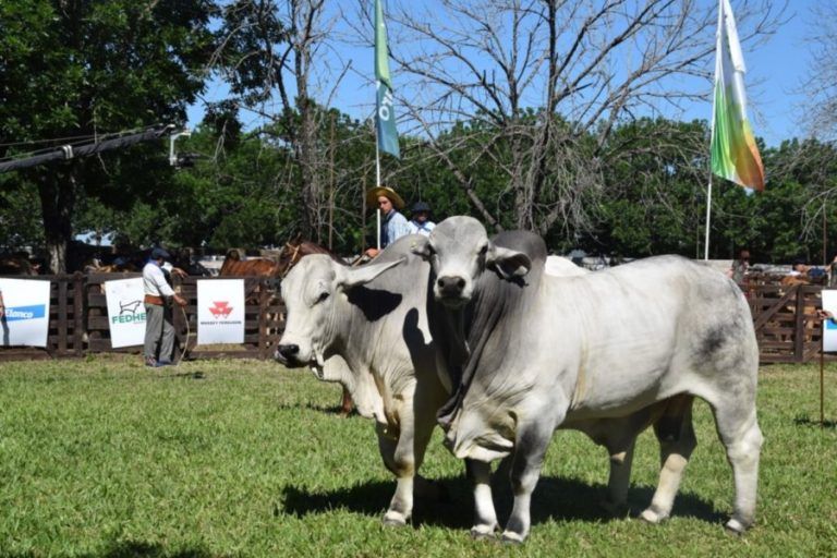 En Corrientes arrancó con la Jura Brahman la Exposición Nacional de Razas