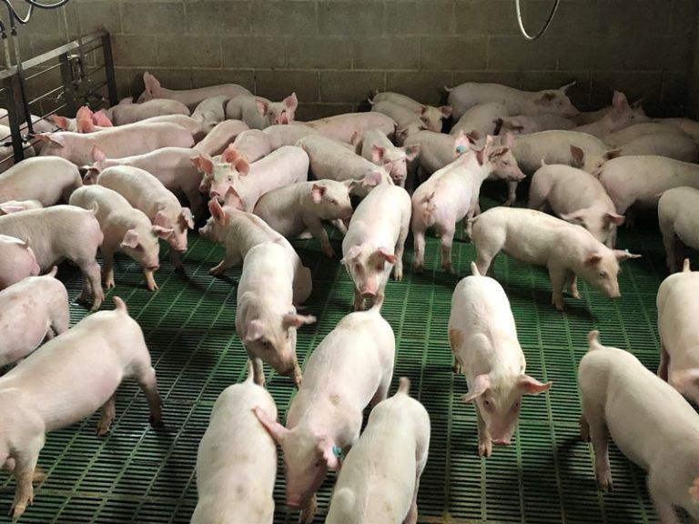 AGROACTIVA 2022: Prácticas para mejorar la sustentabilidad de los sistemas productivos