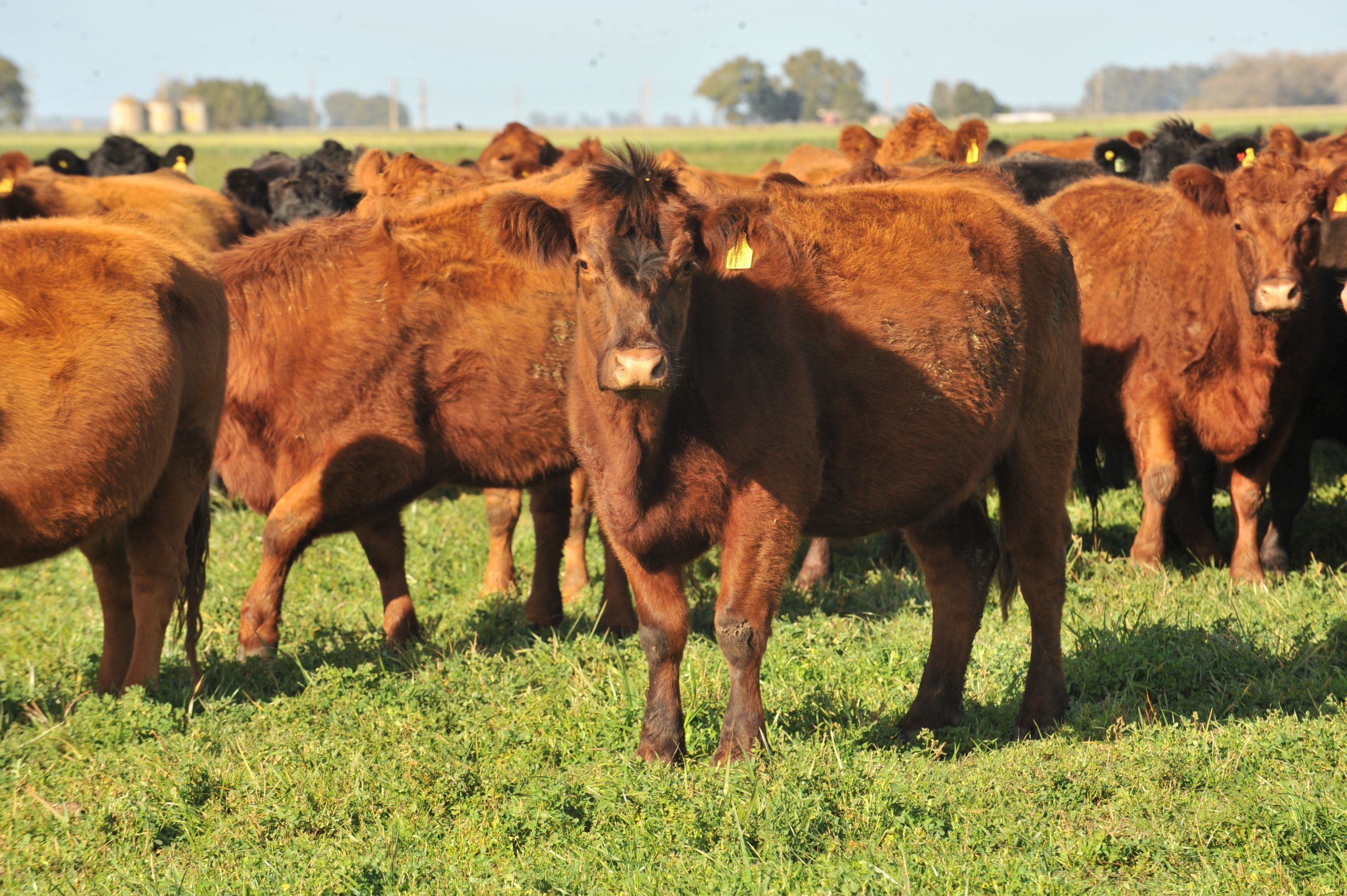 23 de junio: “Punto de Encuentro Córdoba” para los Jóvenes de la cadena de la Carne