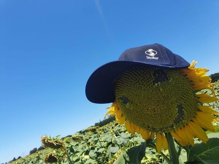 El girasol tiene un estímulo para mejorar brechas de rendimiento