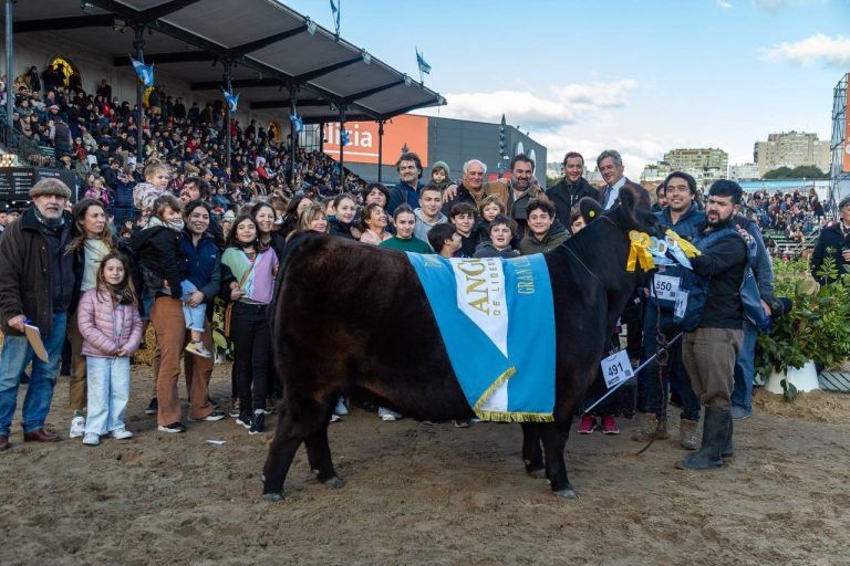 Bravísima, Gran Campeón Hembra de la raza Angus en la Exposición de Palermo