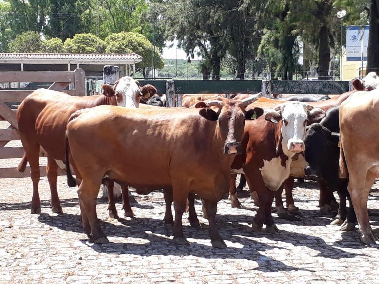 Consignaciones remata 800 cabezas en la Rural de Jesús María
