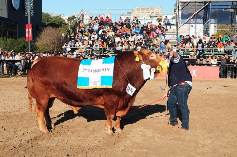 La Cotidiana ganó los premios Gran Campeón Macho y Hembra Limousin en la Expo Rural 2022