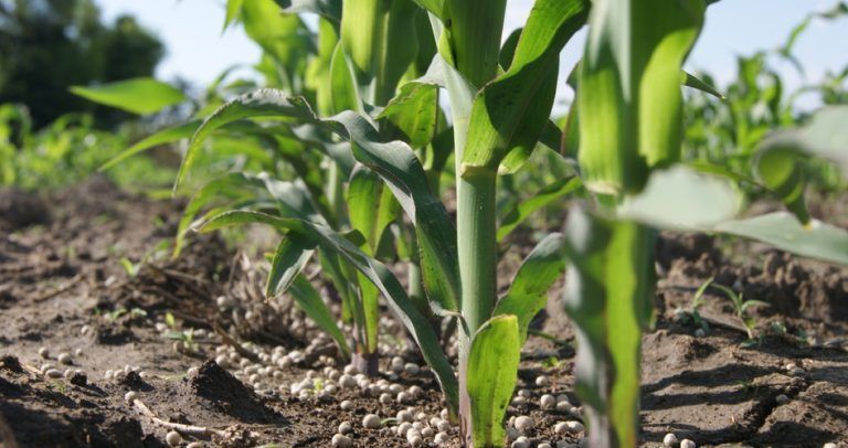 Congreso Maizar: La nutrición de cultivos en un año diferente