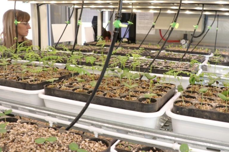 Plan Agroforestal: Se inauguró laboratorio multiplicador de árboles nativos