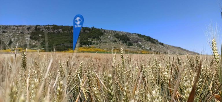 Un tratamiento nutricional para que el trigo se tome vacaciones del estrés