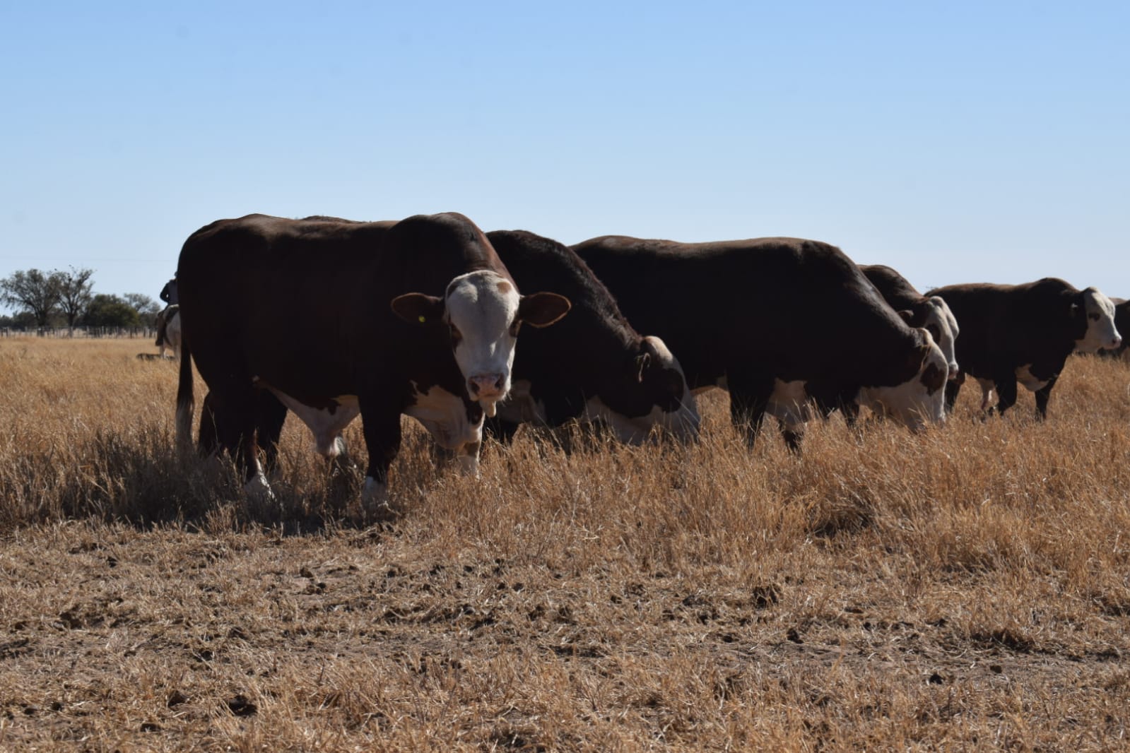 Cuenta regresiva para la Primera Prueba Pastoril de Braford Centro Oeste y la UCC
