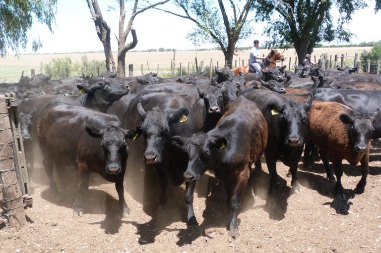 Anuncian la 7ª Jornada Nuevos Horizontes para la Cadena de Carne Bovina