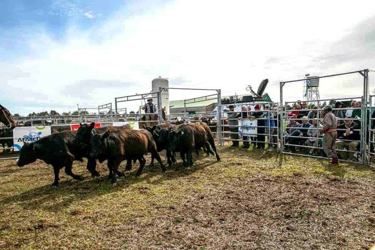 En Villa Eloísa se realizó la primera edición de AFAactiva
