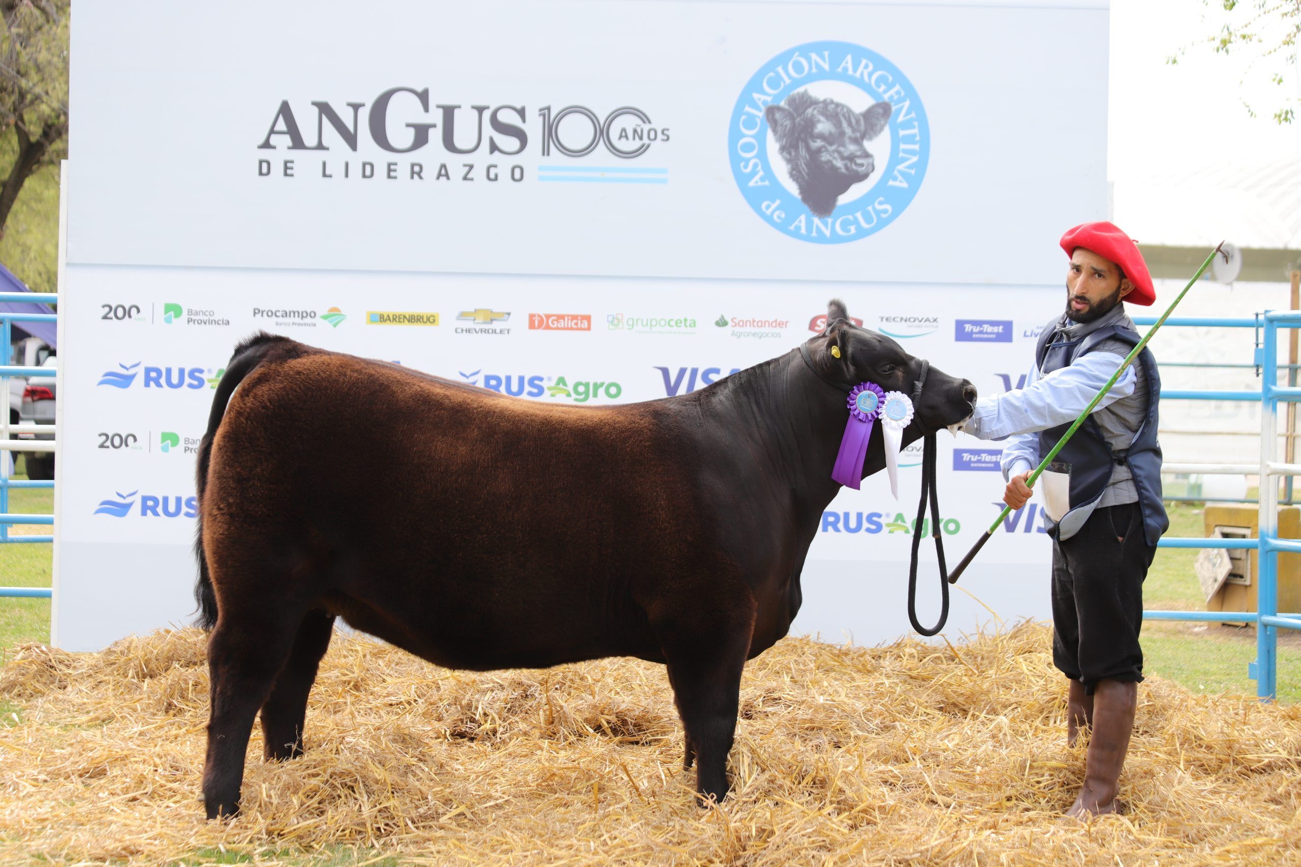 Expo Angus de Primavera conjuga calidad y la potencia de la raza