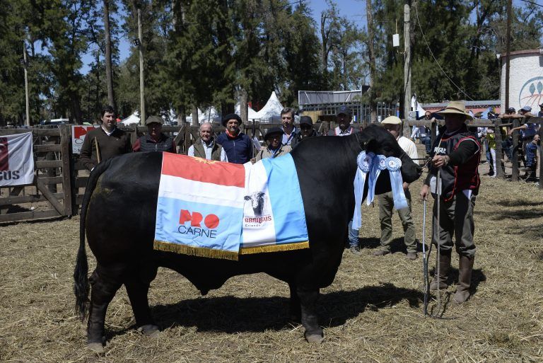 En ExpoBRA 2022 se lucieron los mejores reproductores machos