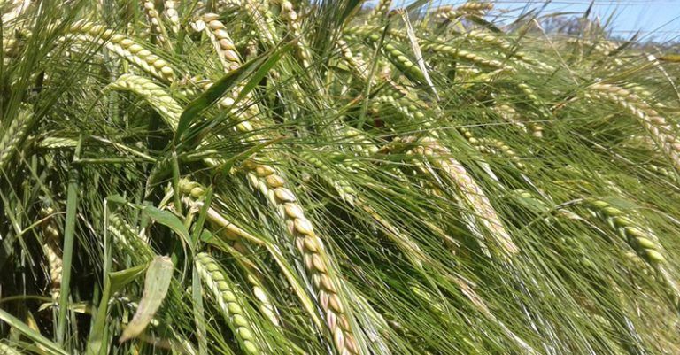 Estudio pone el foco en el impacto del cambio climático en Trigo y Cebada